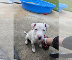 American Pit Bull Terrier-Labrador Retriever Mix Dogs for adoption in The Woodlands, TX, USA