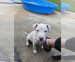 Small American Pit Bull Terrier-Labrador Retriever Mix