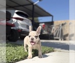 Small #5 French Bulldog
