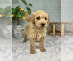 Small #4 Goldendoodle (Miniature)