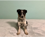 Puppy 3 Australian Cattle Dog-Border Collie Mix