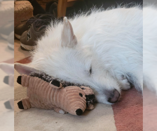 Medium Photo #18 Mutt Puppy For Sale in Brooklyn Center, MN, USA