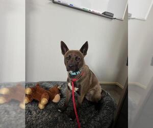 American Pit Bull Terrier-Huskies Mix Dogs for adoption in Santa Barbara, CA, USA