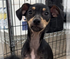 Chipin Dogs for adoption in Sistersville, WV, USA