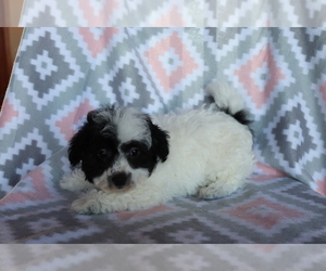 Bichpoo Puppy for sale in SHILOH, OH, USA