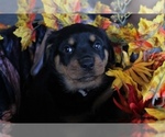 Small Photo #11 Rottweiler Puppy For Sale in DELAND, FL, USA