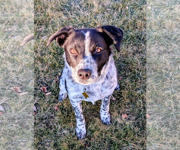 Medium Photo #11 Mutt Puppy For Sale in Sandy, UT, USA