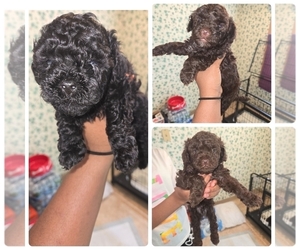 Poodle (Toy) Puppy for sale in MILWAUKEE, WI, USA