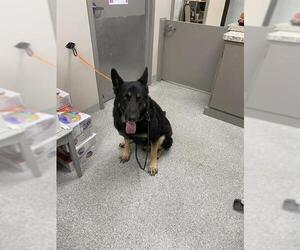 German Shepherd Dog-Unknown Mix Dogs for adoption in Pasadena, TX, USA