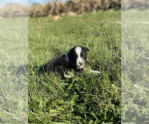 Border-Aussie Puppy for sale in NEWVILLE, PA, USA