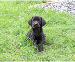 Eloise - Female Labrador Retriever Puppy for Sale - Photo #2