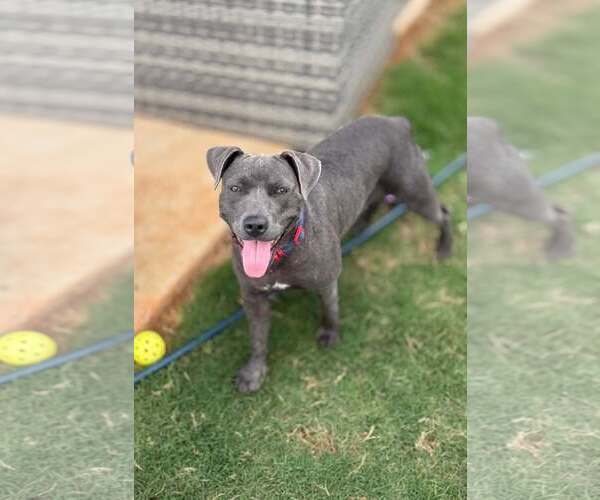 Medium Photo #3 Mutt Puppy For Sale in Greenville, SC, USA