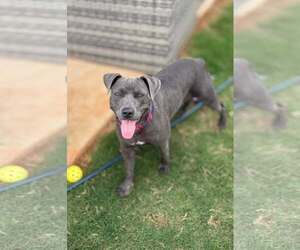 Demi - Female Mutt Dog for Adoption - Photo #2