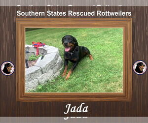 Jada - Female Rottweiler-Unknown Mix Dog for Adoption - Photo #2