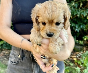 Cavapoo Puppy for sale in GRESHAM, OR, USA