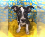 Small #3 Border Collie Mix