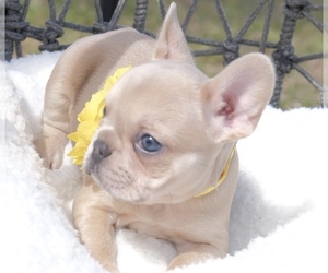 French Bulldog Puppy for sale in CAPE CORAL, FL, USA