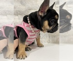 Small Photo #7 French Bulldog Puppy For Sale in VANCOUVER, WA, USA