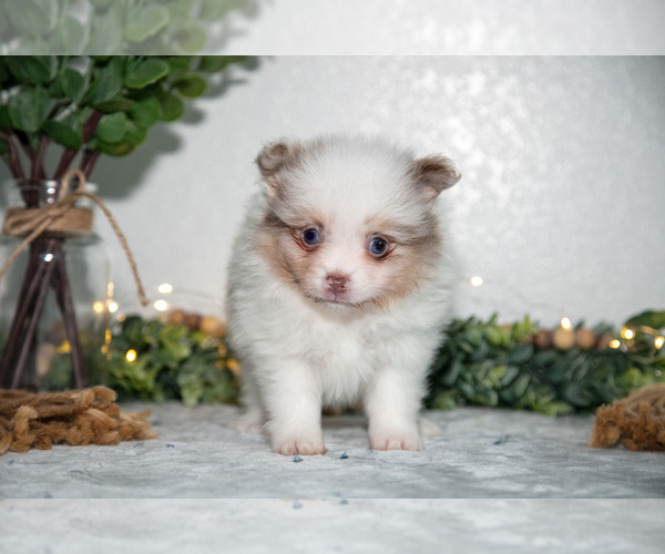 Medium Photo #9 Pomeranian Puppy For Sale in GOSHEN, IN, USA