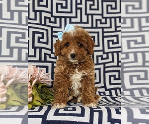 Cockapoo Puppy for sale in KIRKWOOD, PA, USA