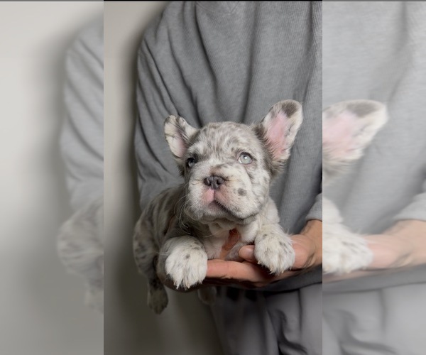 Medium Photo #1 French Bulldog Puppy For Sale in PLAYA VISTA, CA, USA