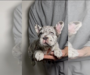 French Bulldog Puppy for Sale in PLAYA VISTA, California USA