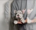 Small Photo #1 French Bulldog Puppy For Sale in PLAYA VISTA, CA, USA