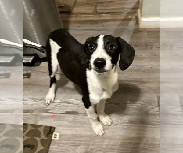 Medium Photo #3 Mutt Puppy For Sale in Boston, MA, USA