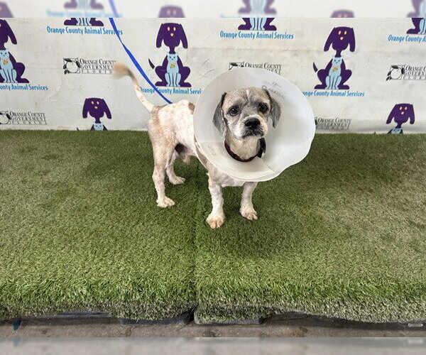 Medium Photo #1 Shih Tzu Puppy For Sale in Orlando, FL, USA