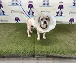 Small Shih Tzu