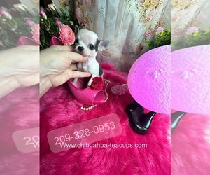 Chihuahua Puppy for Sale in TRACY, California USA