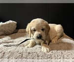 Small Photo #2 Labradoodle Puppy For Sale in COBB, WI, USA