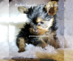Small Photo #6 Yorkshire Terrier Puppy For Sale in ARLINGTON, TX, USA