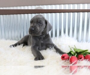 Great Dane Puppy for sale in GOSHEN, IN, USA