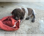 Small Photo #6 German Shorthaired Pointer Puppy For Sale in NEW WAVERLY, TX, USA