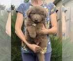 Small #3 German Shepherd Dog
