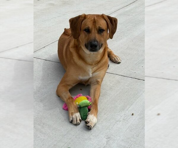 Medium Photo #4 Pyrenees Ridgeback Puppy For Sale in Lancaster, PA, USA