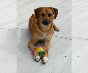 Rusty Dog - Male Pyrenees Ridgeback Dog for Adoption - Photo #4