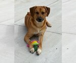 Small Photo #4 Pyrenees Ridgeback Puppy For Sale in Lancaster, PA, USA