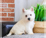 Small #5 West Highland White Terrier