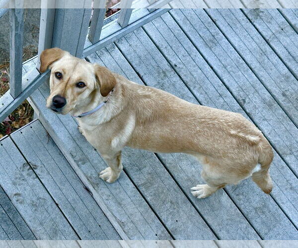 Medium Photo #3 Mutt Puppy For Sale in St. Louis Park, MN, USA