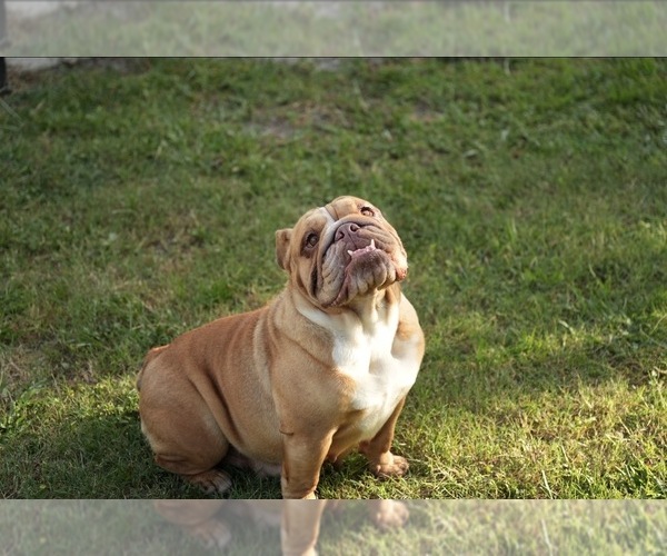 Medium Photo #1 English Bulldog Puppy For Sale in NAPLES, FL, USA