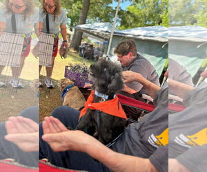 Maltipoo (Miniature) Dogs for adoption in Spring Lake, NC, USA