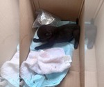 Small #11 Labrador Retriever Mix