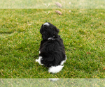 Small Photo #8 Shih Tzu Puppy For Sale in NAPPANEE, IN, USA