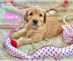 Puppy Cookie Golden Retriever