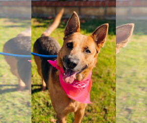 Mutt Dogs for adoption in Newport Beach, CA, USA