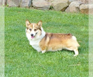 Father of the Pembroke Welsh Corgi puppies born on 10/17/2023