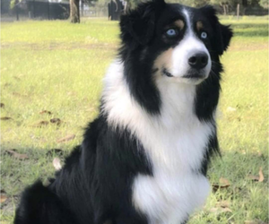 Father of the Australian Shepherd puppies born on 03/31/2023