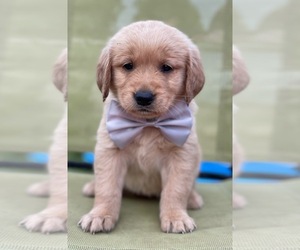 Medium Golden Retriever